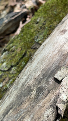 Taeniaptera trivittata