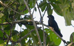 Cyanoloxia cyanoides