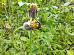 Halictidae