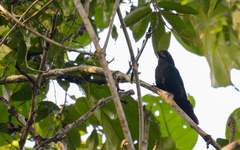 Cyanoloxia cyanoides