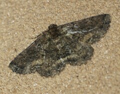 Paradromulia ambigua