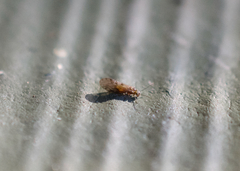 Psocidae