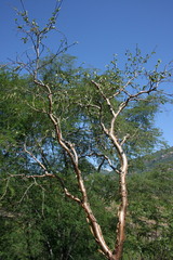 Bursera