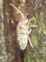Entomobrya