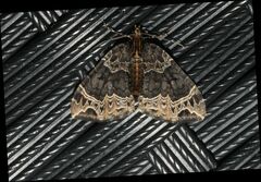 Ecliptopera silaceata