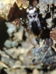 Notiophilus quadripunctatus