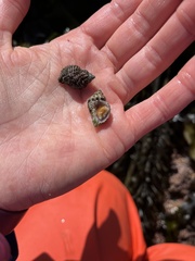 Paciocinebrina circumtexta