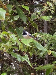 Poecile atricapillus image
