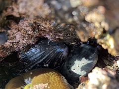 Haliotis cracherodii