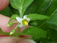 Solanum emulans