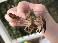 Procambarus spiculifer