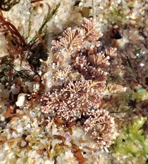 Corallina officinalis