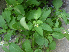 Solanum emulans