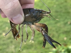 Procambarus spiculifer