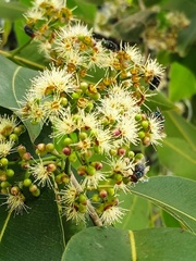 Syzygium