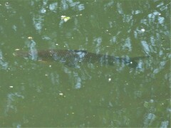 Prochilodus lineatus