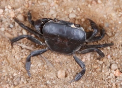 Potamonautes parvicorpus