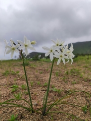 Leucocoryne ixioides