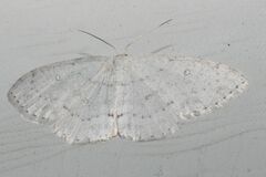 Cyclophora pendulinaria