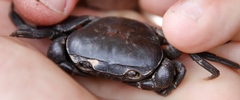 Potamonautes parvicorpus