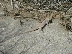 Dipsosaurus dorsalis