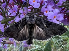 Ctenoplusia oxygramma