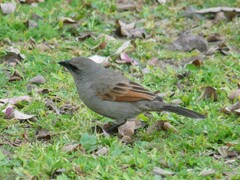 Agelaioides badius