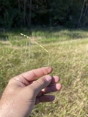 Paspalum floridanum