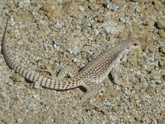 Dipsosaurus dorsalis