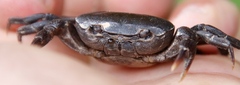 Potamonautes parvicorpus