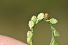Paspalum floridanum