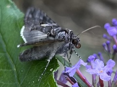 Ctenoplusia oxygramma