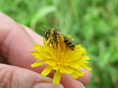 Dasypoda
