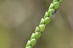Paspalum floridanum