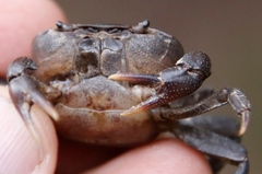 Potamonautes parvicorpus