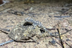 Diporiphora magna