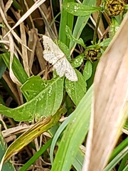 Idaea dimidiata