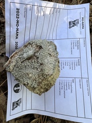 Heterodermia albicans