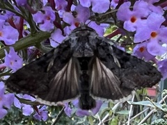 Ctenoplusia oxygramma