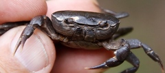 Potamonautes parvicorpus