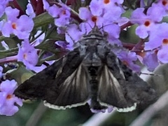 Ctenoplusia oxygramma