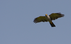 Accipiter bicolor