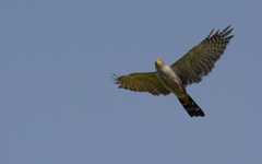 Accipiter bicolor