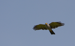 Accipiter bicolor