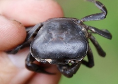 Potamonautes parvicorpus