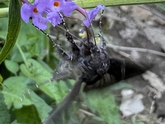 Ctenoplusia oxygramma