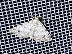Macaria pinistrobata