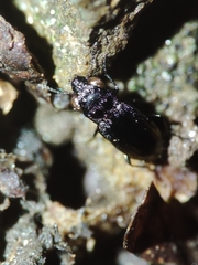 Notiophilus quadripunctatus
