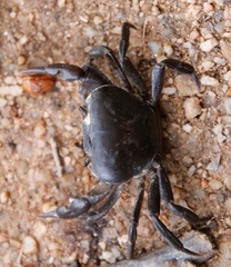 Potamonautes parvicorpus