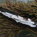 Dendrothele nivosa - Photo (c) maricel patino,  זכויות יוצרים חלקיות (CC BY-NC), הועלה על ידי maricel patino